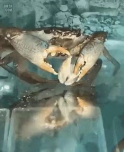 ハマグリを無理やり開けて食べるゲーム。