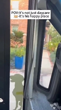 (SOUND)幼稚園に行く興奮した子犬.mp4