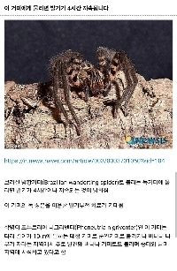 噛まれると勃起する蜘蛛