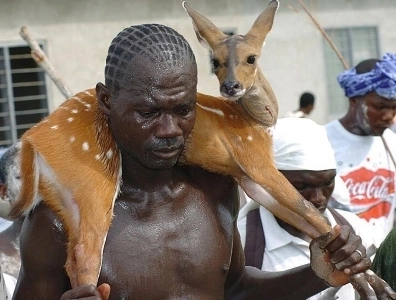 ガーナ鹿の乳首が露出