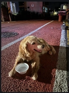 誰かがレトリバーを道路に捨てた。