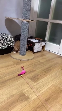 (SOUND)反応が良い猫