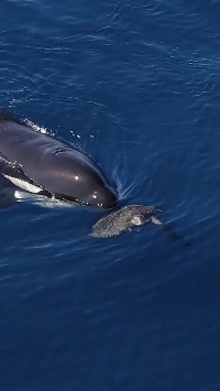 (SOUND)[やかえ] シャチのウミガメ狩り.mp4