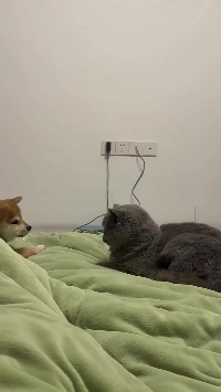 (SOUND)犬VS子猫