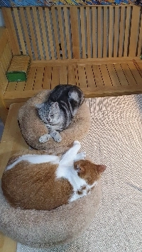 (猫) ギオクはストーブが大好きです