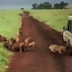 (SOUND)ハイエナ vs ライオン