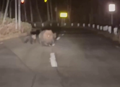 (SOUND)数日前に北海道で目撃されたクマㄷㄷ.mp4