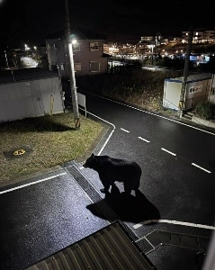 日本の街路は本当にきれいだ