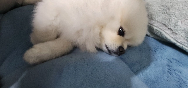 冬は私のベッドで寝ています