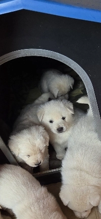 田舎の子犬の写真を撮りました