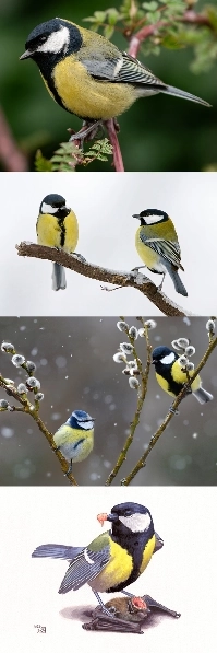 キガラは種子や昆虫を食べますが、食べ物がなくなると脳を食べます。