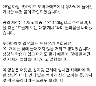 (SOUND)北海道の380kgのヒグマ