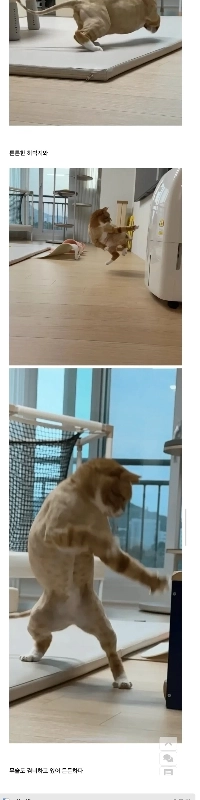 うちの猫の筋肉が自慢です。jpg