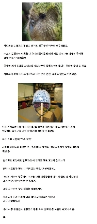 性的異常のオウムのために作られた発明