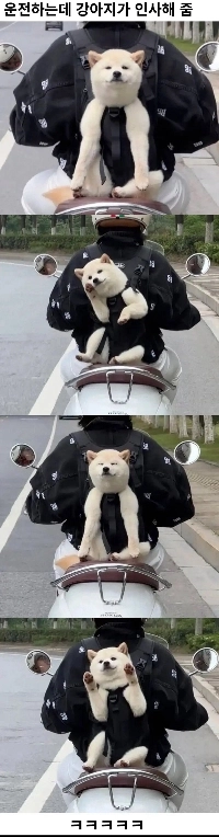 車を運転していると犬が出​​迎えてくれます。