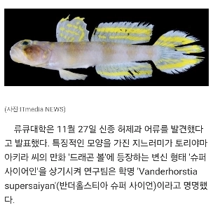 新種の魚「スーパーサイヤ人」が日本で発見