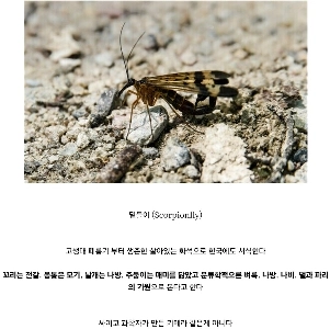 韓国人が見たことのない韓国に生息する昆虫