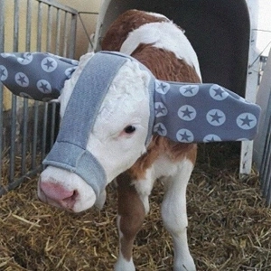 冬支度〜可愛い子牛たち