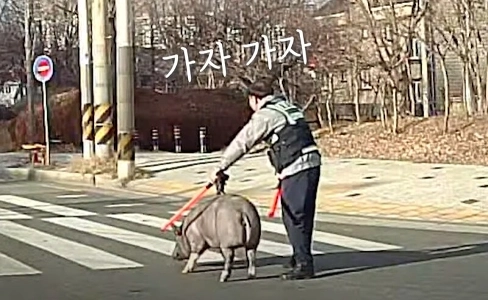 道路から落ちた豚
