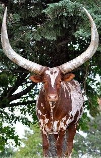 アフリカ牛の角