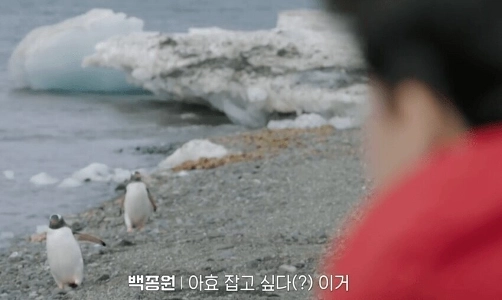 Breaking News) 南極でのヒツジペンギンの動物虐待をめぐる論争。制作チームの立場が発表されましたjpg