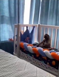 (SOUND)若い執事は子猫さえ怖がります。