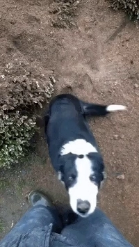 上手に穴を掘るのが自慢の犬