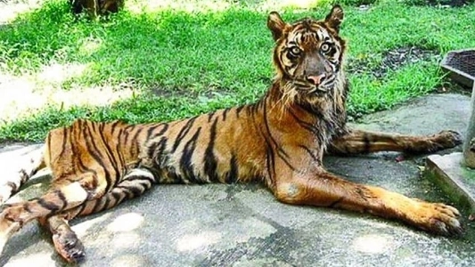 伝統絵画に描かれる虎はなぜ汚い表情をしているのか