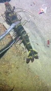 エビに騙される人