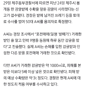 1日で済州みかん3トンを盗んだ泥棒の裏話