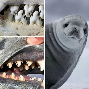カニを食べるアザラシの珍しい歯