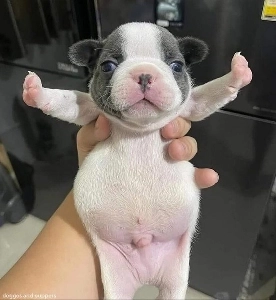 十分に餌を与えられた犬のうんち