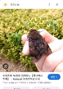 家に蛾が入ってきて、とても大きかったです。