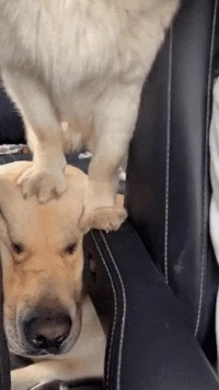 めちゃくちゃになる犬