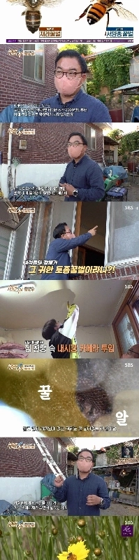 ミツバチと暮らして13年