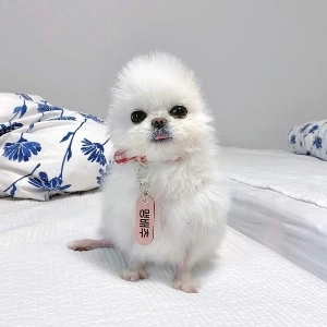 この子犬をポメラニアンに連れてきたのですが、だんだんひよこらしくなってきました。