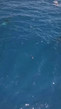 (SOUND)シャチのイルカ狩り