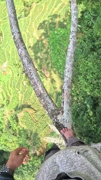 (SOUND)30メートルの木に登った人