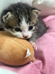 ソン・フンミンのトッテナム復帰、釣りハハハ