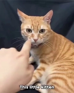 (SOUND)低パフォーマンスのシングルコア Cat