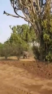 (SOUND)奇形で生まれた象.mp4