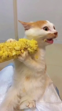 (SOUND)猫は意外と食べ物が好きです