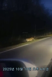 (SOUND)中国で観光タクシーに乗っていたところ、一匹の野良猫に出会いました。