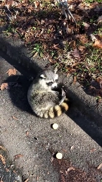 (SOUND)狂犬病にかかったアライグマ.mp4