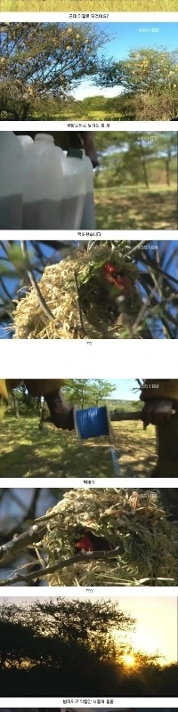 真のアフリカの狂気