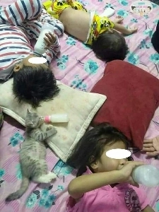 家族になる過程 ～猫～