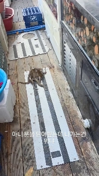 (SOUND)家出中のタコを捕まえる