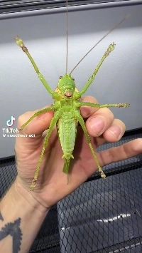 (SOUND)マレーシアのキリギリス