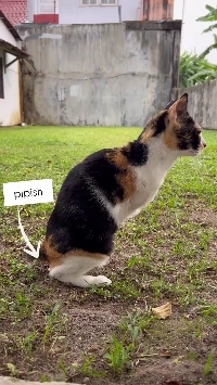 (SOUND)猫がおしっこをするときの行動.mp4