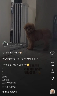 パク・ナレのジュおばさんのインスタグラム、シャイニーキーの家、子犬